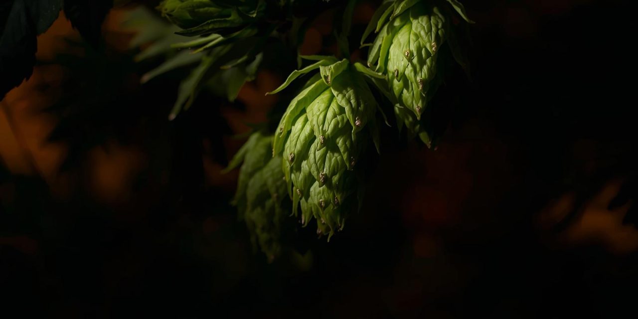 Λυκίσκος: Simcoe