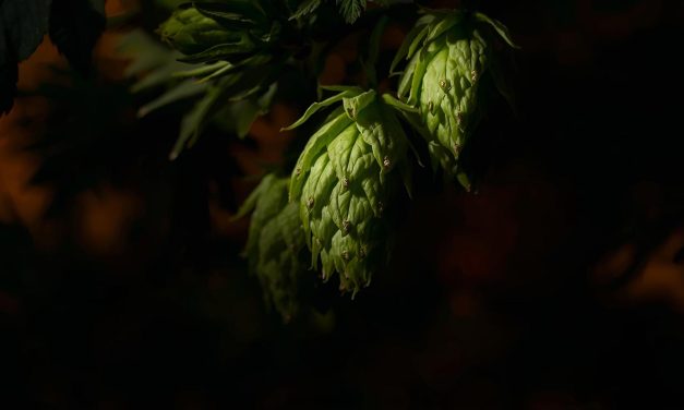 Λυκίσκος: Simcoe